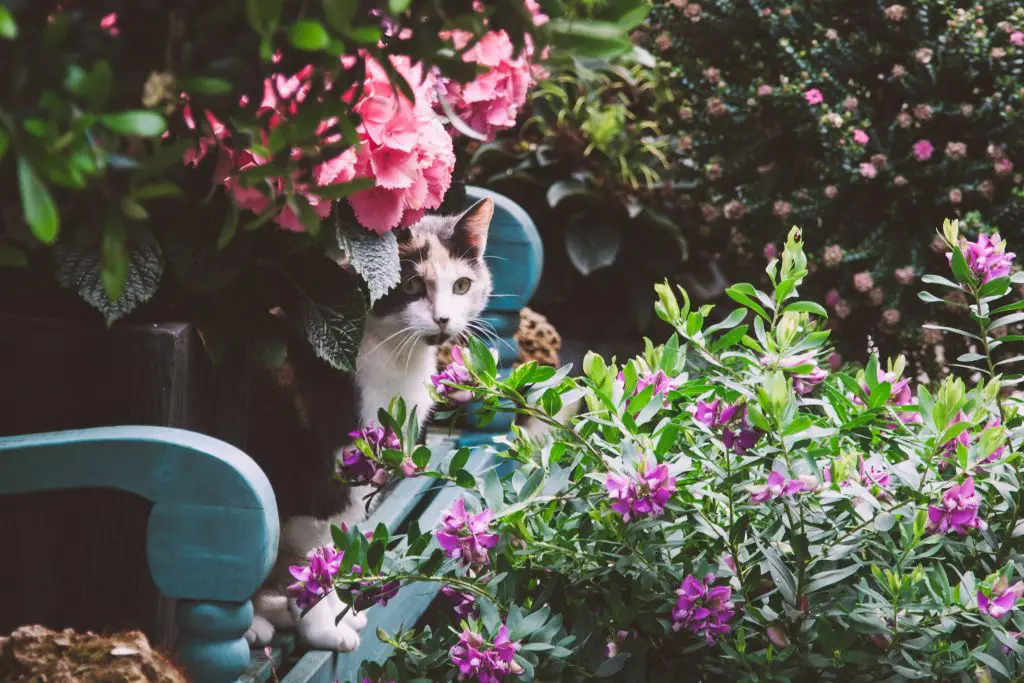 Katze zwischen Blumen
