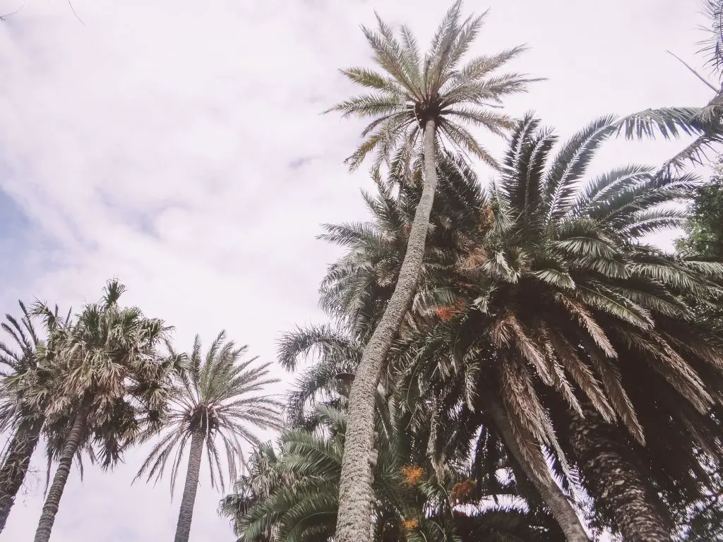 Palmen auf der Azoren Insel Sao Miguel