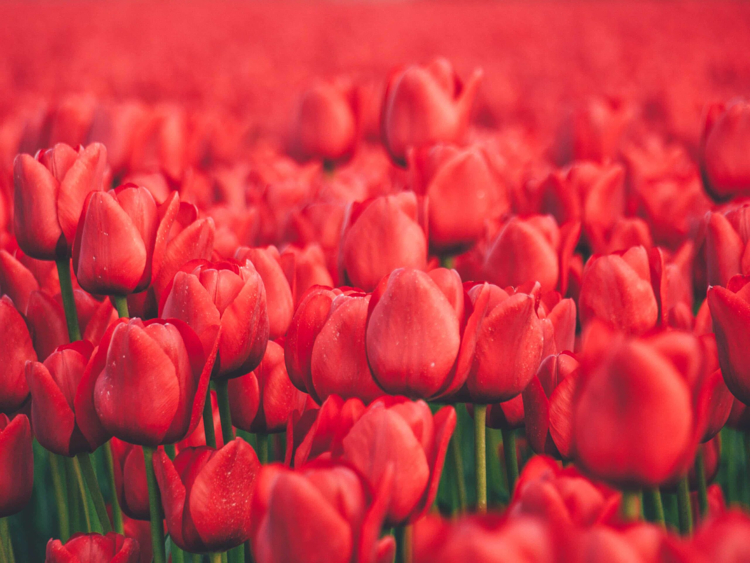 rote Tulpen auf Texel in Holland
