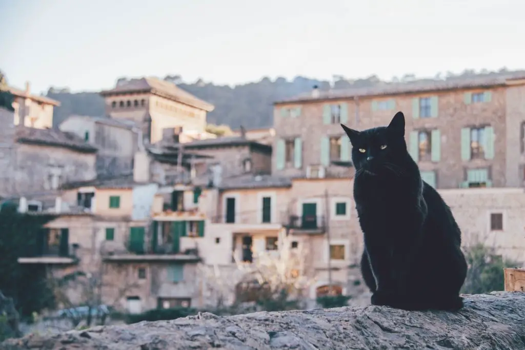 Katze in Valldemossa Mallorca