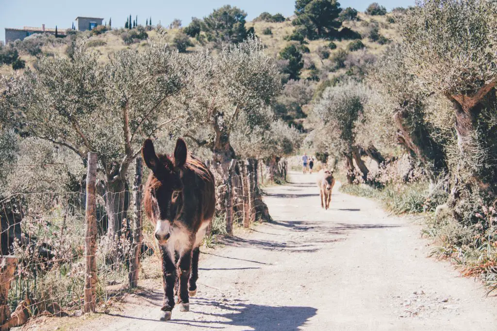 Esel in der Serra de Tramuntana auf Mallorca