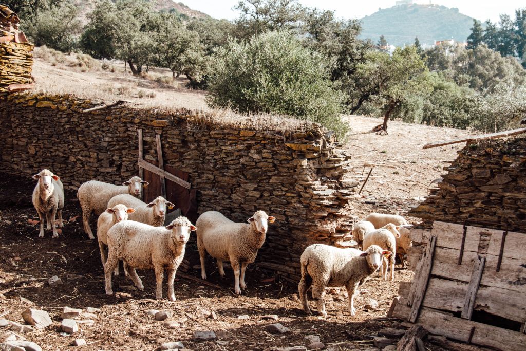 Schafe an der Alagrve